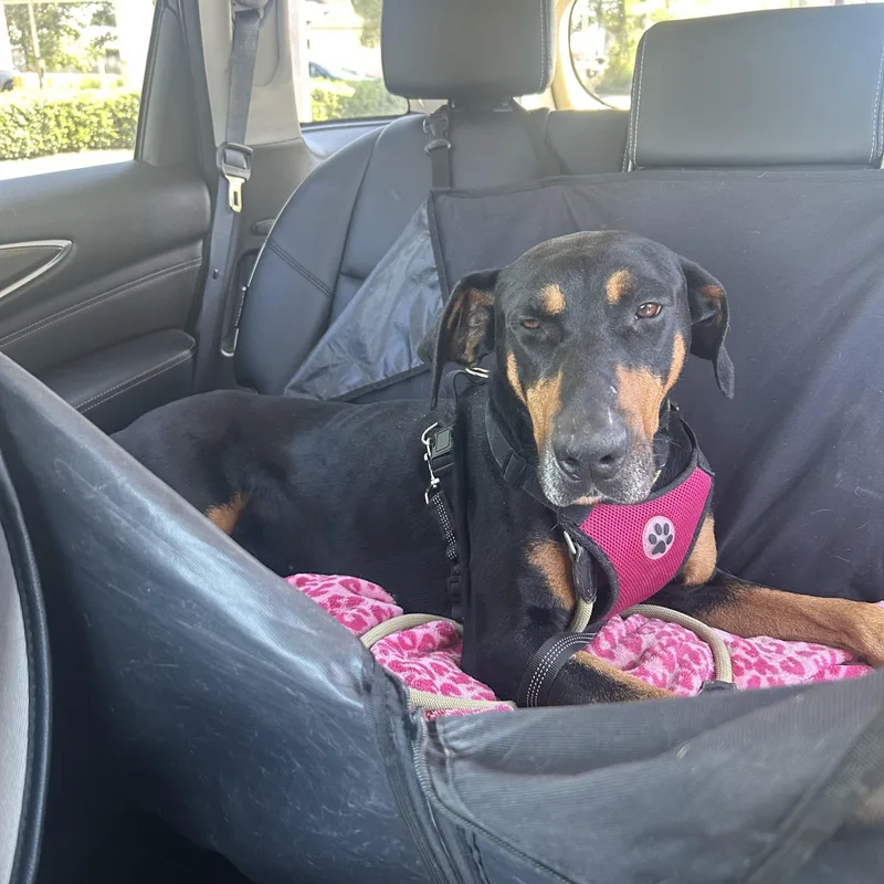 An adult large-sized male Doberman Pinscher dog named Bentley for adoption in Van Nuys, CA