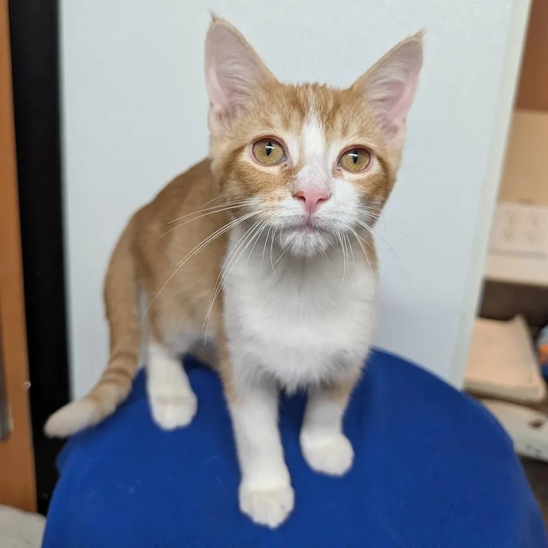 A baby small-sized male Tabby (Orange / Red) Domestic Short Hair cat named Aramis for adoption in Rochester, MN