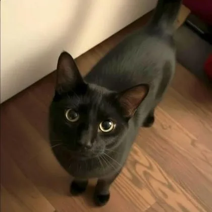 A young medium-sized female Black Domestic Short Hair cat named Brandy for adoption in Warr Acres, OK