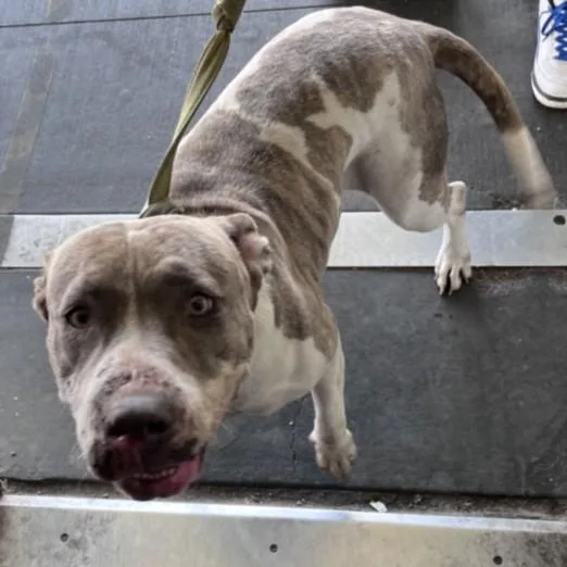 An adult large-sized female Pit Bull Terrier dog named Girlie Pop for adoption in Los Angeles, CA