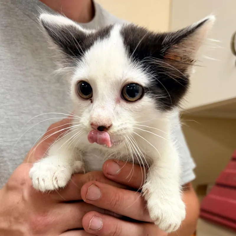 A baby small-sized male White Domestic Short Hair cat named Rocky for adoption in Palestine, TX