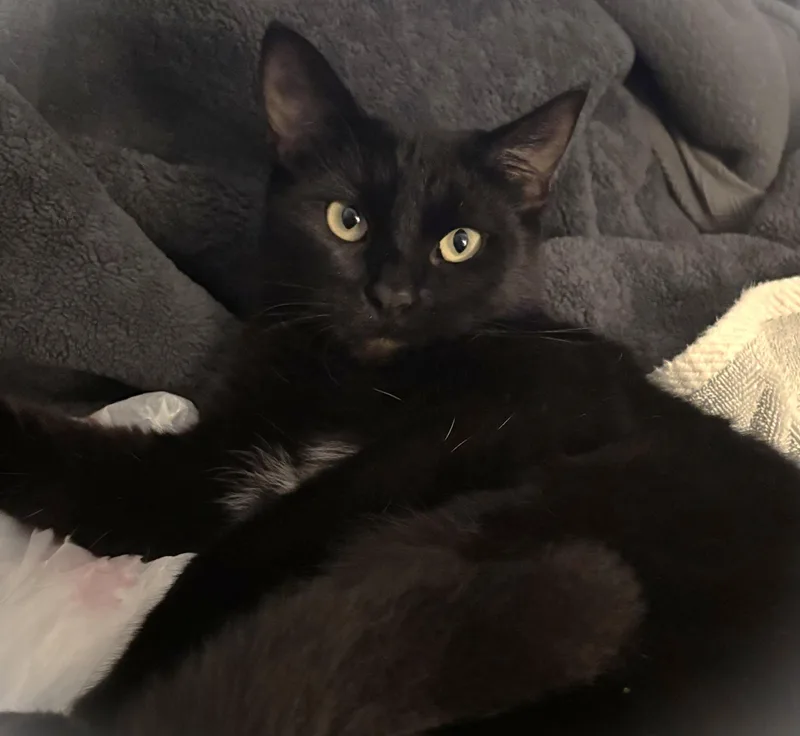 A young medium-sized female Black Domestic Short Hair cat named Solstice for adoption in Orange, CA