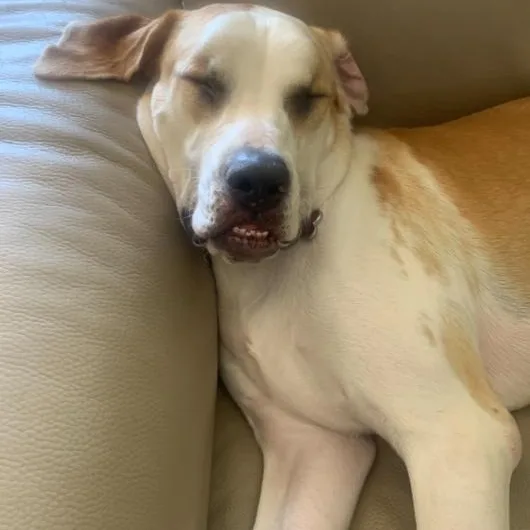 A young large-sized female Apricot / Beige American Bulldog dog named Georgia for adoption in Boca Raton, FL