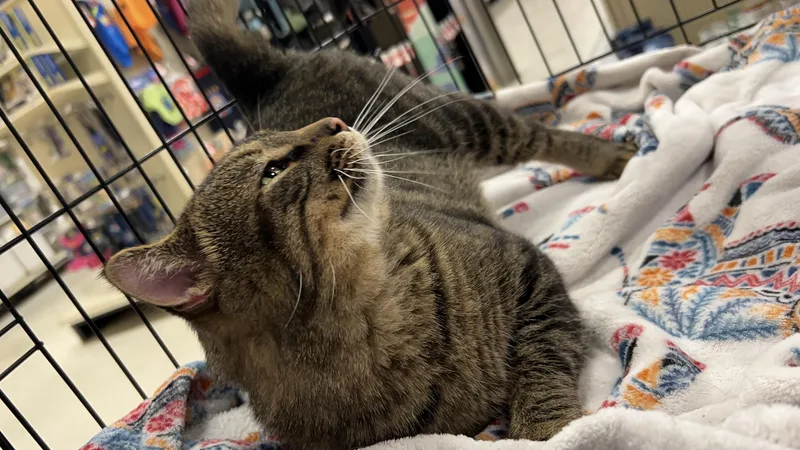 An adult medium-sized male Tabby (Brown / Chocolate) Domestic Short Hair cat named Tommy for adoption in Roachdale, IN