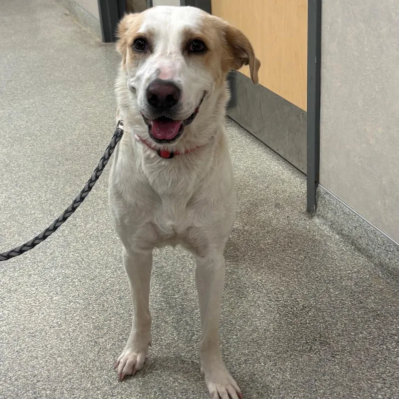 An adult medium-sized female White / Cream Mixed Breed dog named Morning for adoption in Jacksonville, FL