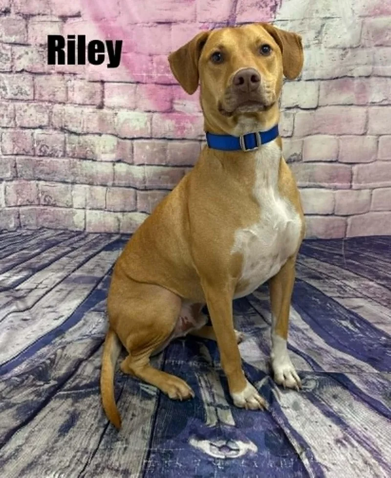 Riley