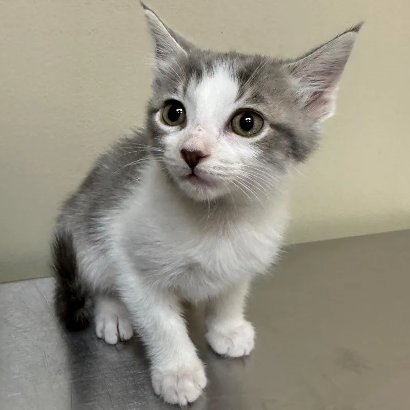 A baby small-sized male Gray / Blue / Silver Domestic Short Hair cat named Flint for adoption in Birmingham, AL