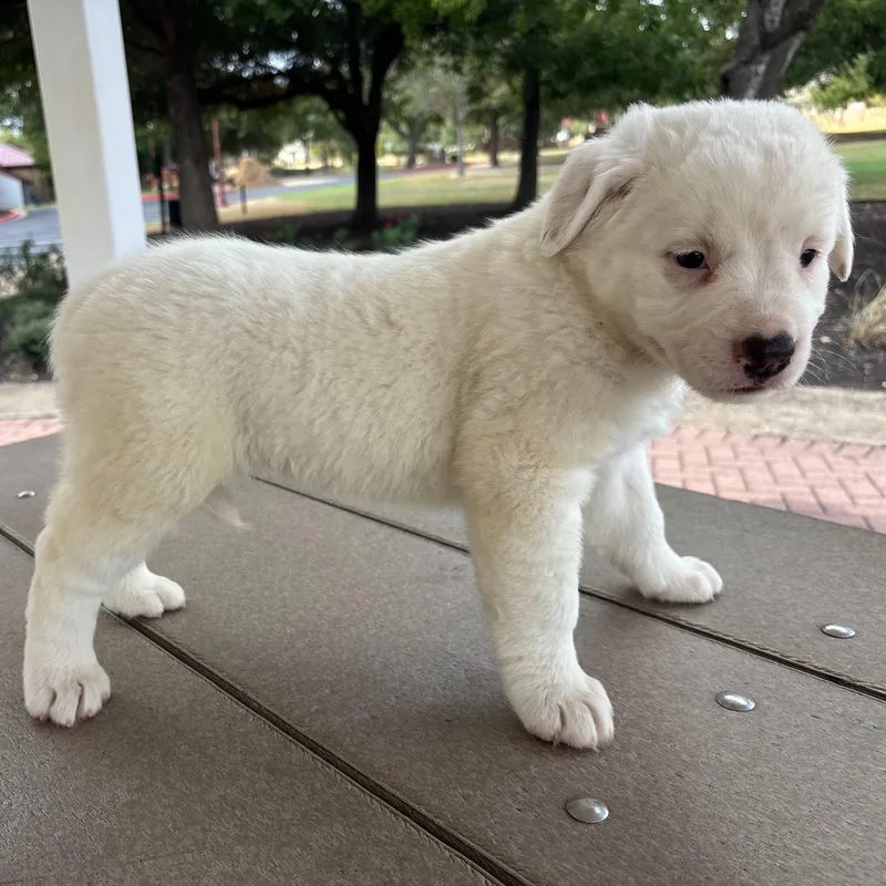A baby medium-sized female White / Cream Great Pyrenees dog named Cecilia for adoption in Pflugerville, TX