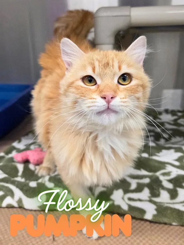 Flossy Pumpkin
