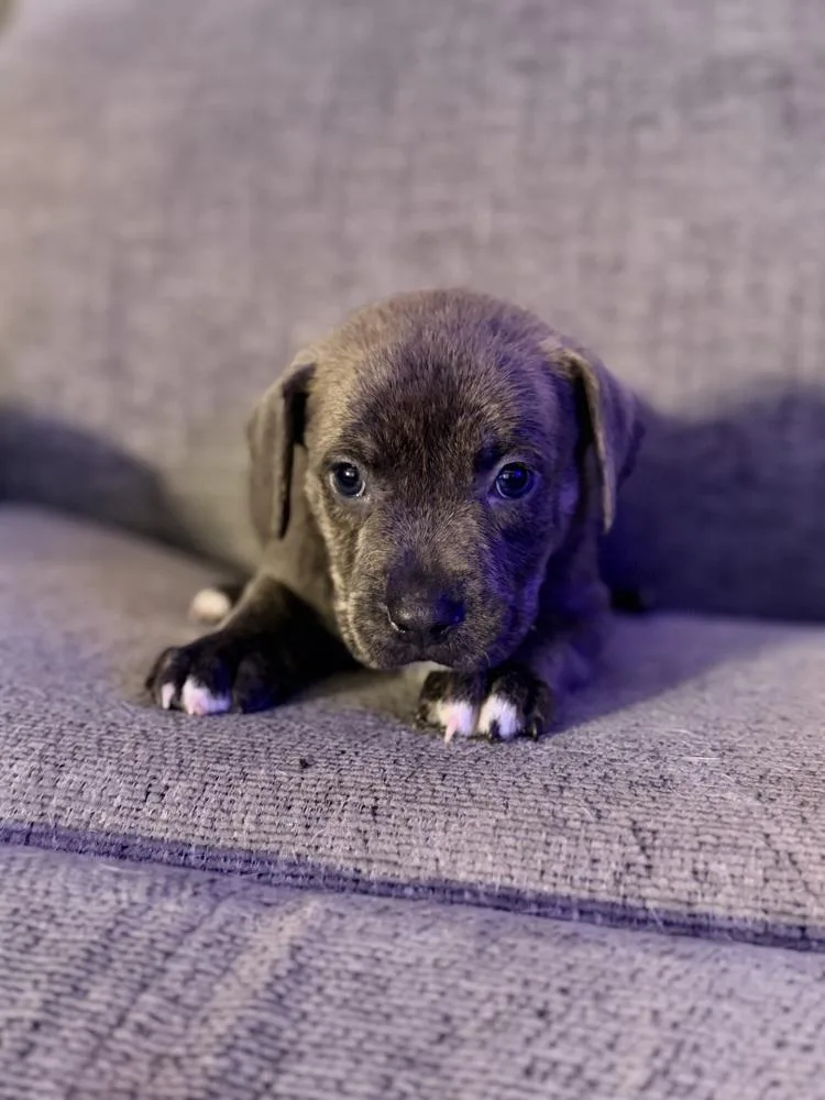 Latte Oreo thumbnail 2