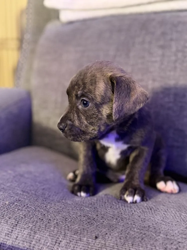 Latte Oreo thumbnail 3