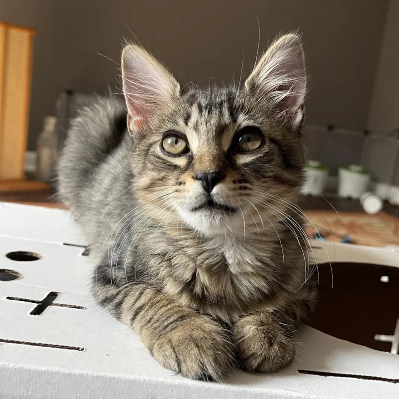 A baby medium-sized male Brown / Chocolate Domestic Short Hair cat named Perth for adoption in Durham, NC
