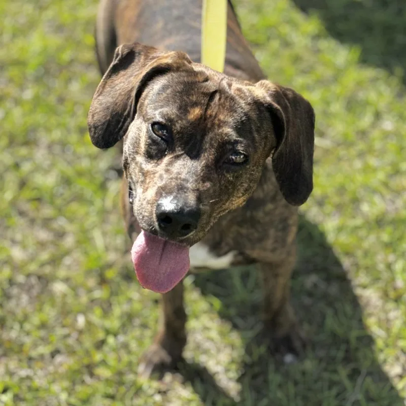 An adult medium-sized male Brindle Mixed Breed dog named Dumbo for adoption in Bradenton, FL