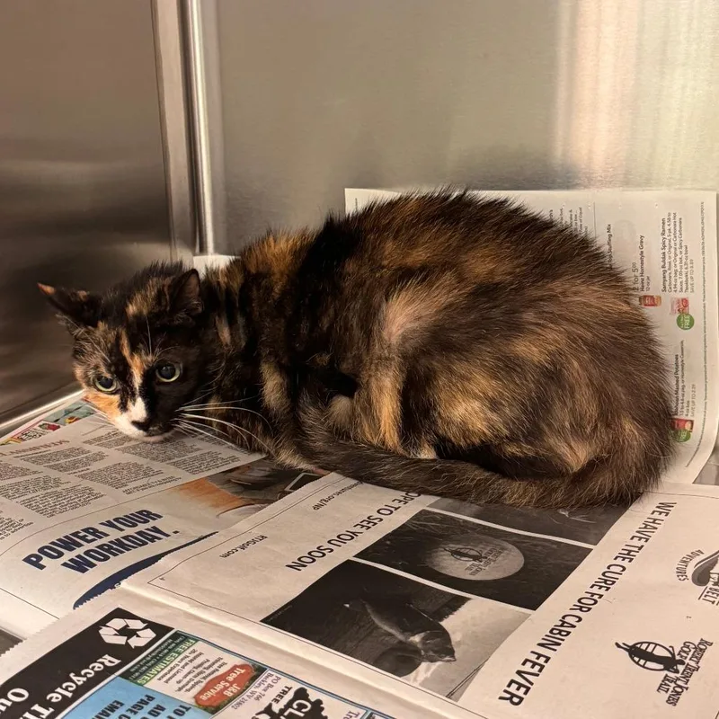 A senior medium-sized female Calico Domestic Short Hair cat named Gypsy for adoption in Columbus, GA