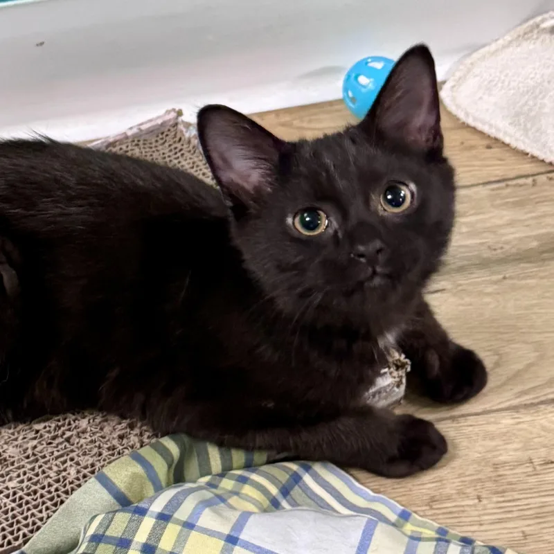 A baby medium-sized male Black Domestic Short Hair cat named Boba for adoption in Scottsburg, IN