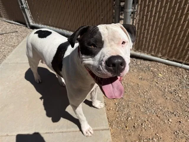 A young large-sized male Pit Bull Terrier dog named Mowgli for adoption in Phoenix, AZ