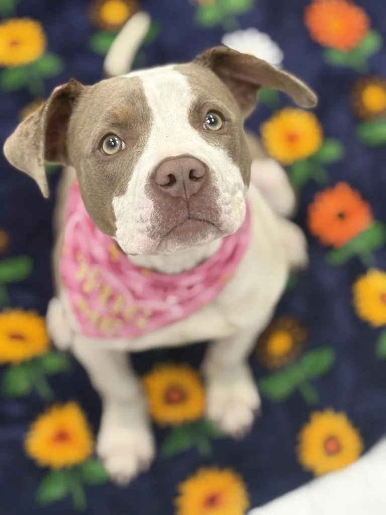 A young medium-sized female Mixed Breed dog named Chichi for adoption in Detroit, MI