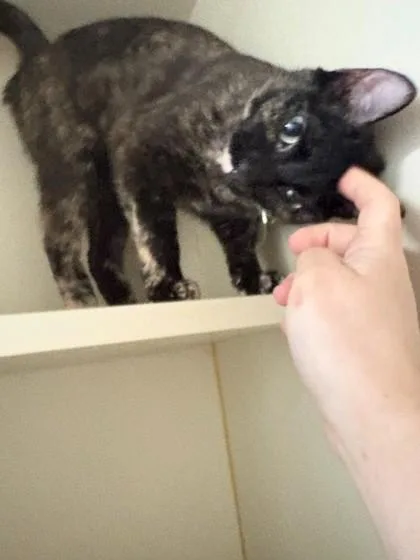 An adult small-sized female Domestic Short Hair cat named Peanut M&Ms for adoption in Fairfax, VA