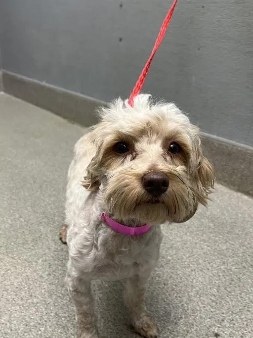 An adult small-sized female Poodle dog named Abby for adoption in Las Vegas, NV