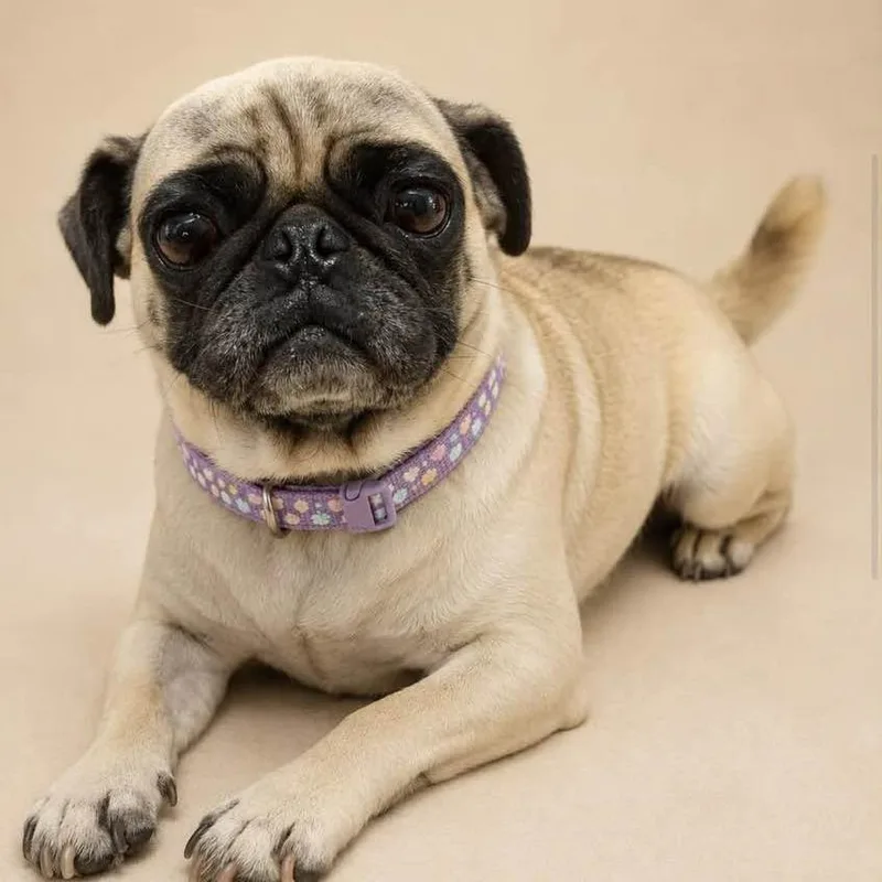 An adult small-sized female Pug dog named Maggie for adoption in Graham, WA