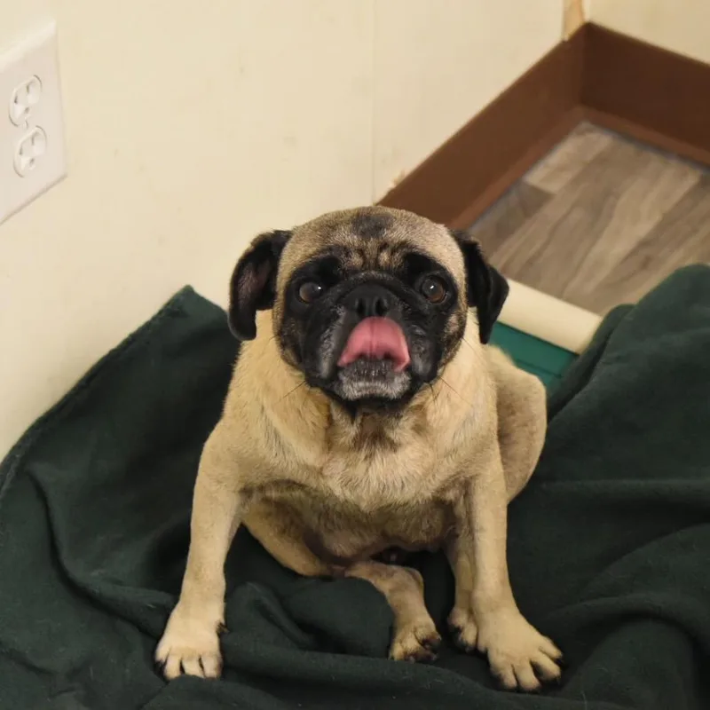 Maggie thumbnail 2