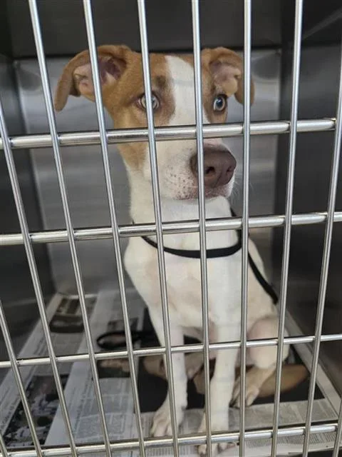 A young medium-sized male Terrier dog named Jace for adoption in San Antonio, TX