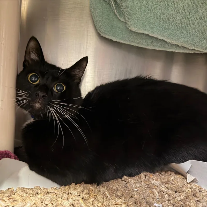 A young medium-sized male Black Domestic Short Hair cat named "Spock" for adoption in Perkiomenville, PA