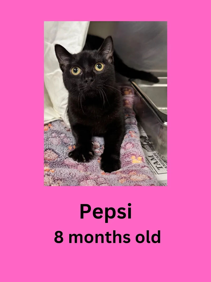 A young small-sized female Black Domestic Short Hair cat named Pepsi for adoption in Ravenna, OH