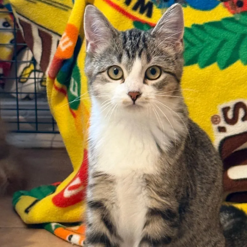 A baby medium-sized female Tabby (Brown / Chocolate) Domestic Short Hair cat named Jumino for adoption in Fenton, MI