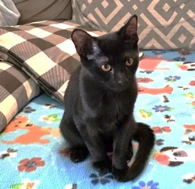 A baby medium-sized male Black Domestic Short Hair cat named Ratchet for adoption in Rossville, TN