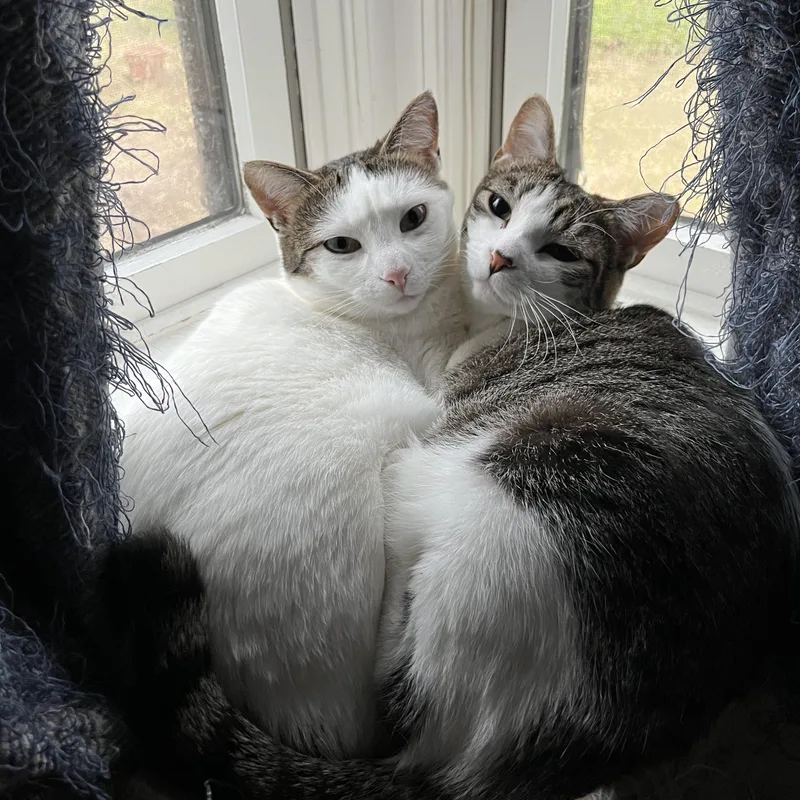 Mama Honey And Moonie