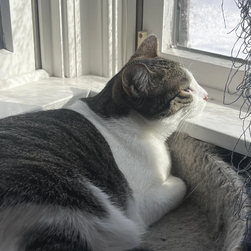 Mama Honey And Moonie thumbnail 4