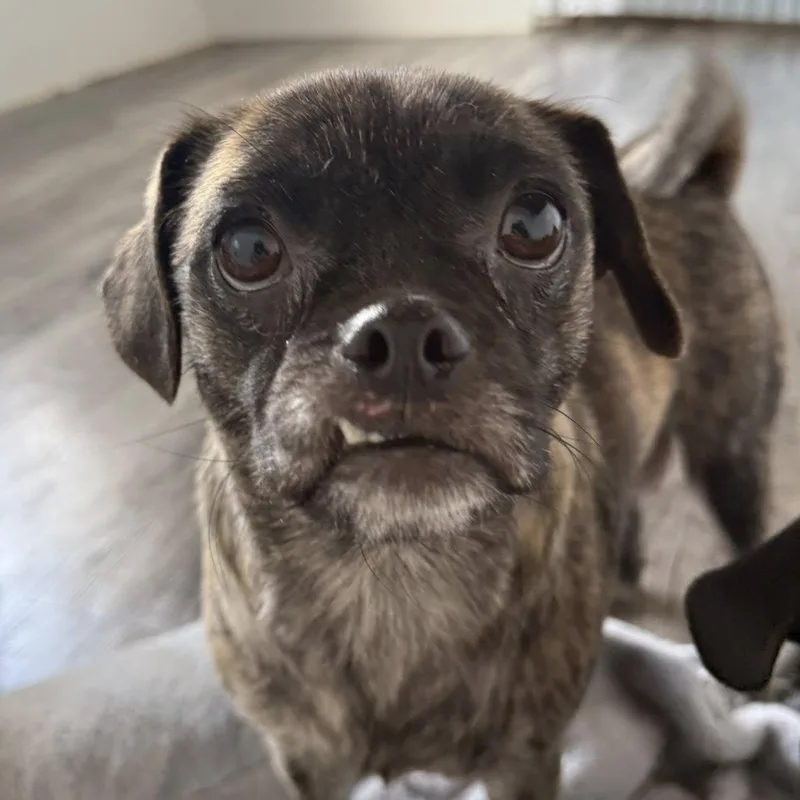 An adult small-sized female Brindle Pug dog named Athena for adoption in Alma, MI