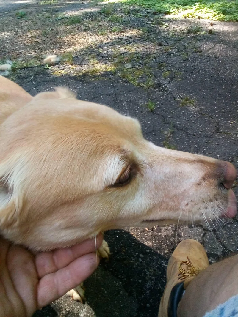 An adult medium-sized female Golden Labrador Retriever dog named Georgia for adoption in Duluth, GA