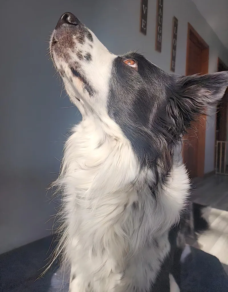 Elmo And Teddy thumbnail 4