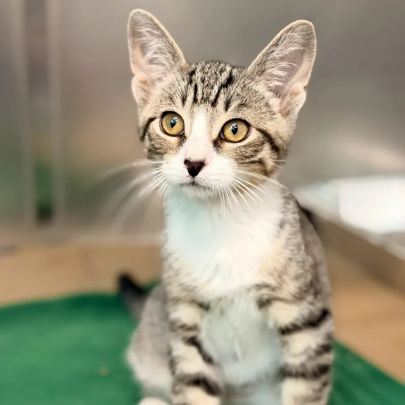 A baby medium-sized male Tabby (Brown / Chocolate) Domestic Short Hair cat named BoogieMan for adoption in Jackson, NJ