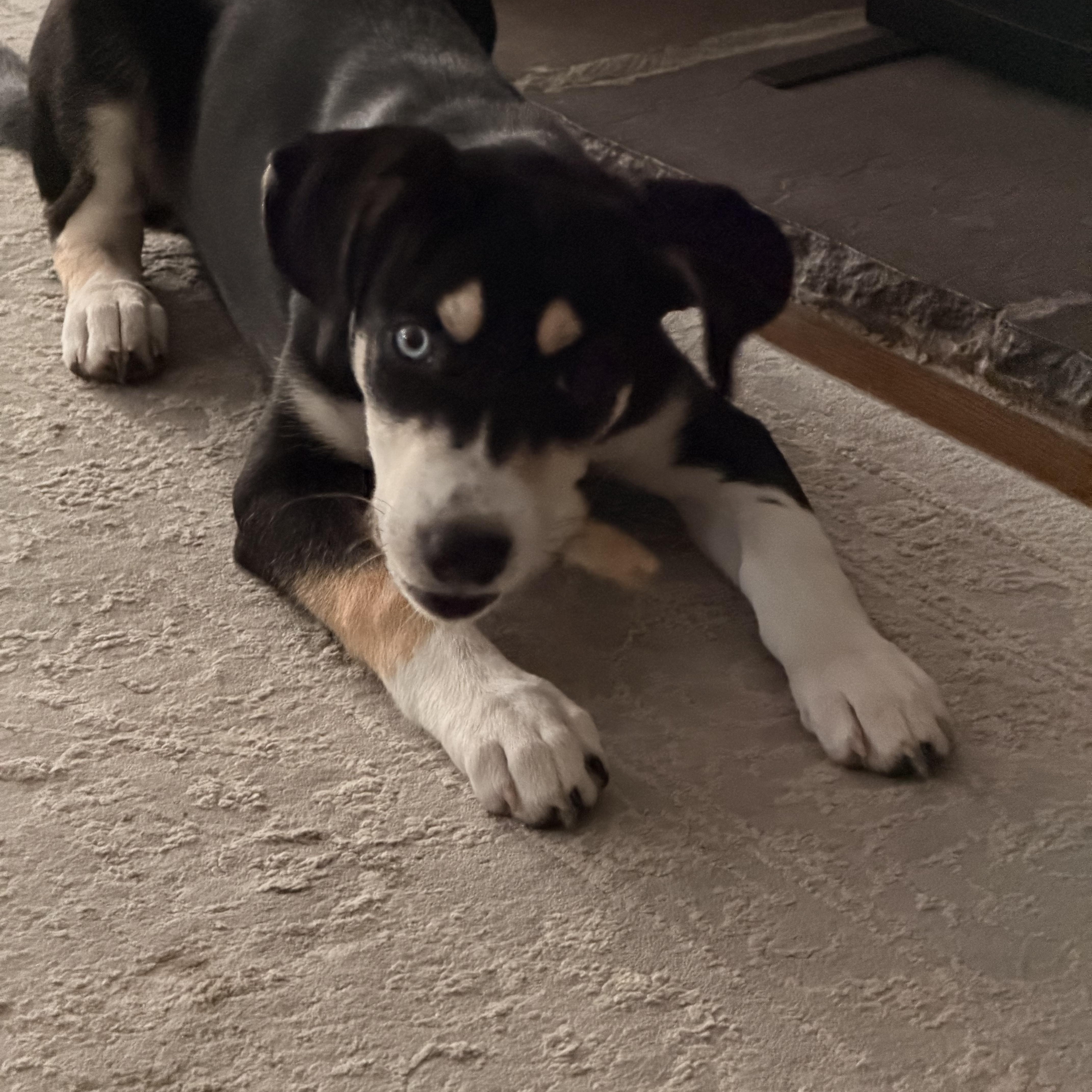 A baby medium-sized female Tricolor (Brown, Black, & White) Labrador Retriever dog named Willow for adoption in Greensboro, NC