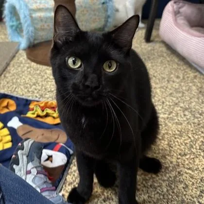 An adult small-sized male Domestic Short Hair cat named Marlin for adoption in Merriam, KS