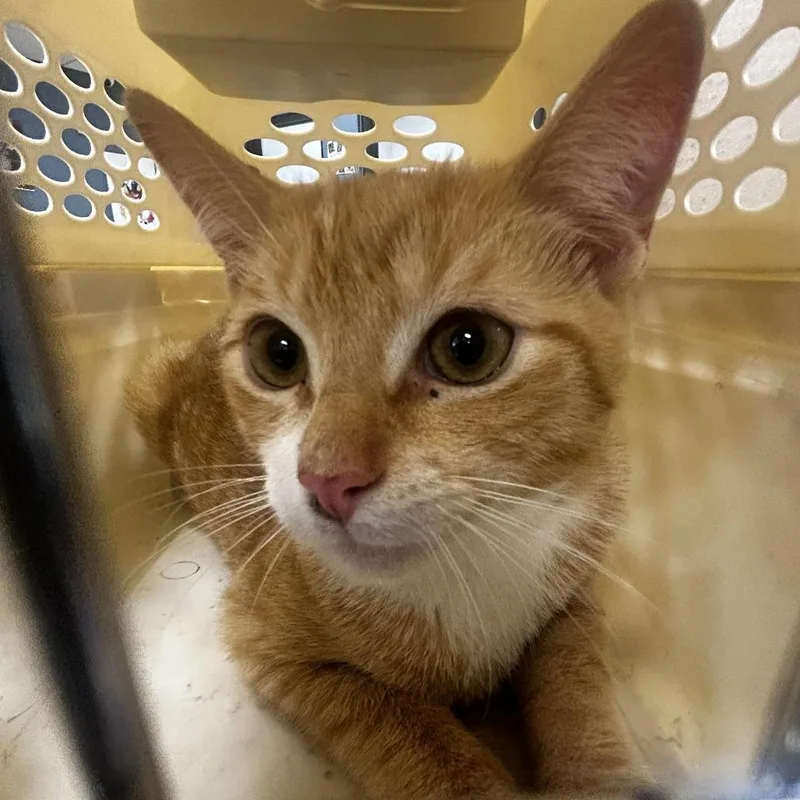 A baby small-sized male Orange / Red Domestic Short Hair cat named D.c for adoption in Newark, NJ