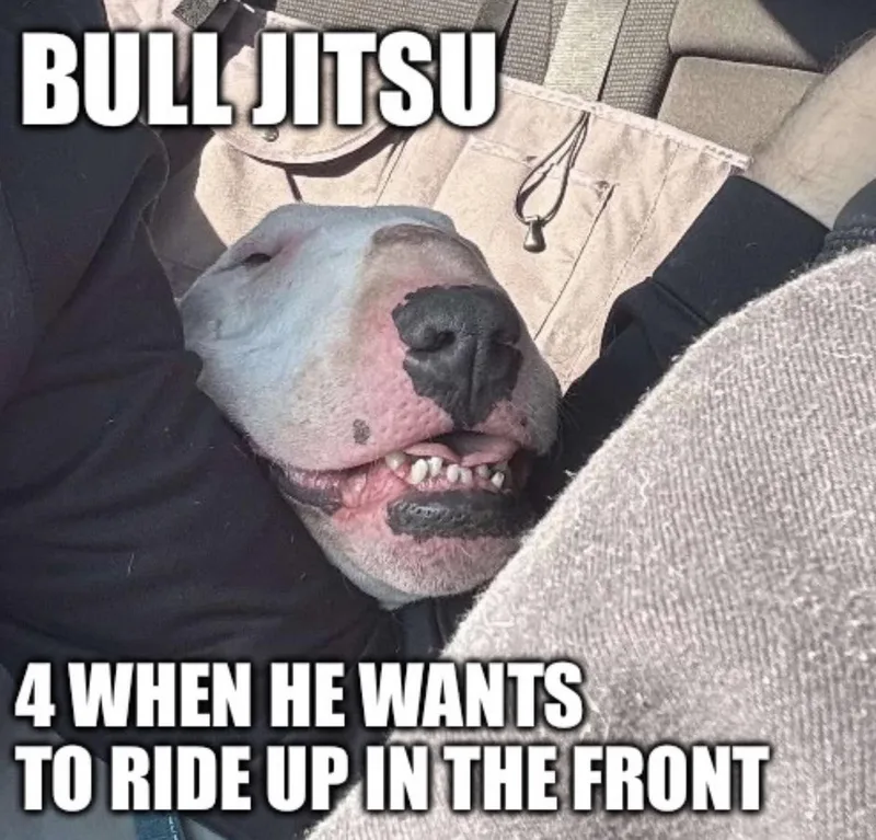 An adult large-sized male Bull Terrier dog named Yeti for adoption in New York, NY