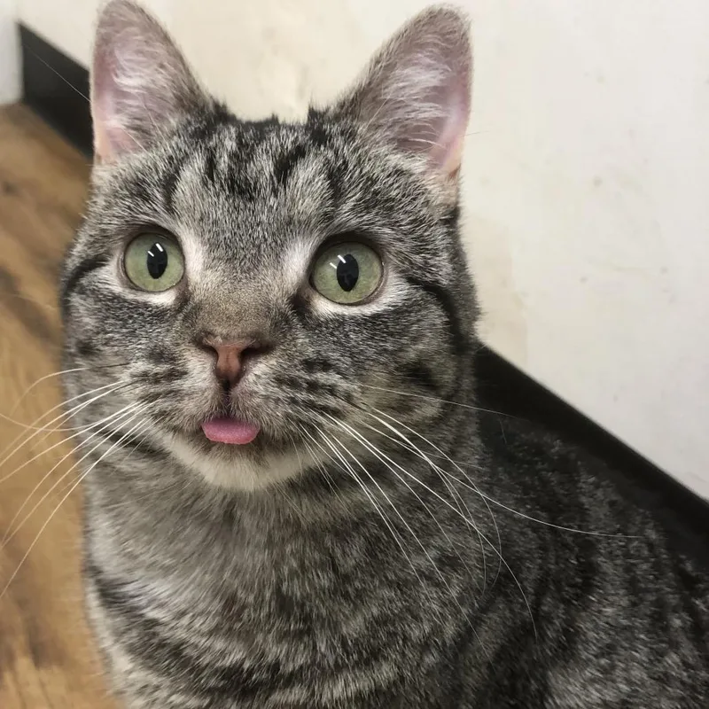 A senior small-sized female Gray / Blue / Silver Domestic Short Hair cat named Nellie for adoption in Quakertown, PA