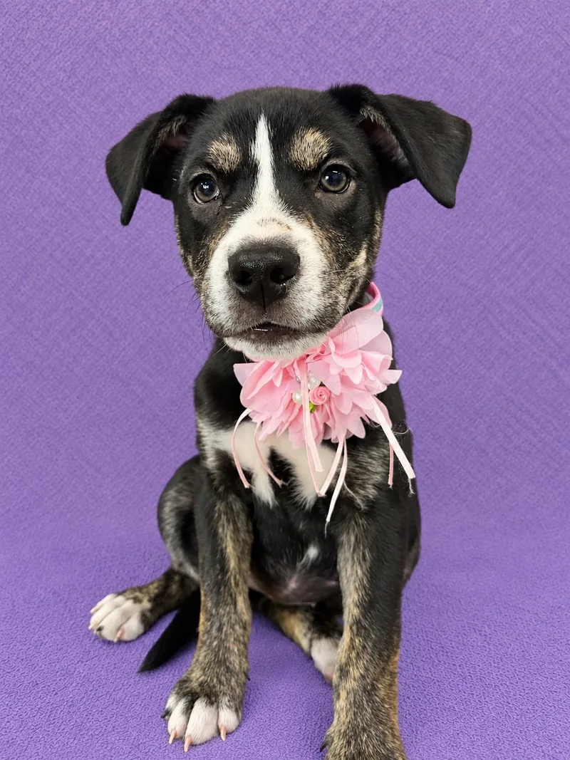 A baby medium-sized female Black Pit Bull Terrier dog named Ashley for adoption in Lodi, CA