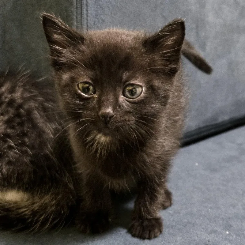 A baby small-sized female Black Domestic Short Hair cat named Femur for adoption in Brownsboro, AL