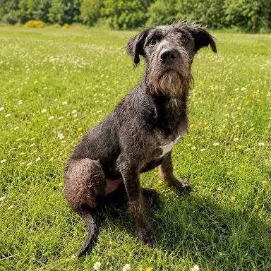 A young medium-sized female Schnoodle dog named Dora for adoption in Danbury, CT