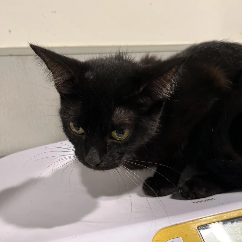 A young medium-sized female Black Domestic Short Hair cat named Boo Boo for adoption in Tampa, FL