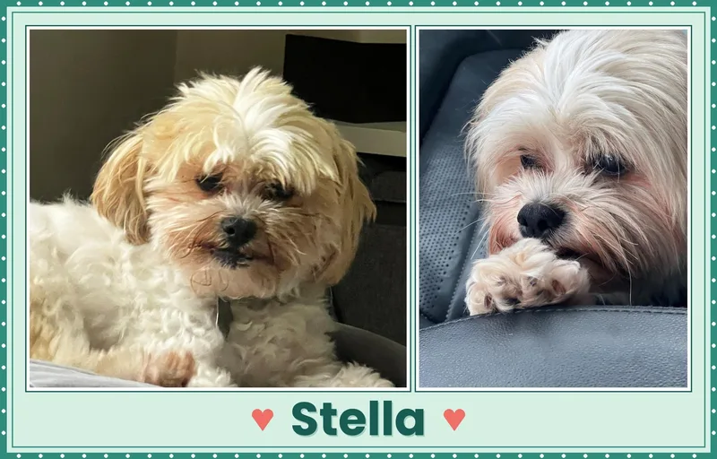 An adult small-sized female Bichon Frise dog named Stella  Virginia for adoption in Tulsa, OK