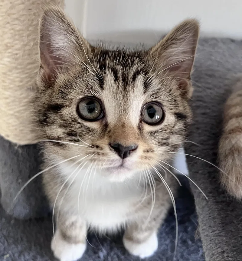 A baby medium-sized male Tabby (Brown / Chocolate) Domestic Short Hair cat named Lupin for adoption in Rocky Hill, CT
