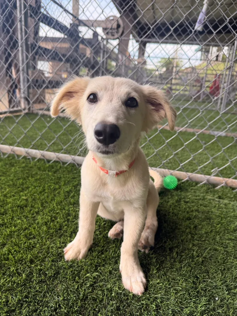 A baby medium-sized male Labrador Retriever dog named Kiwi for adoption in Brooklyn, NY