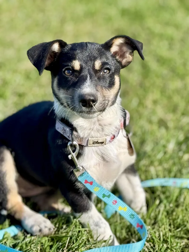 A baby small-sized female Border Collie dog named Tori for adoption in Waukesha , WI