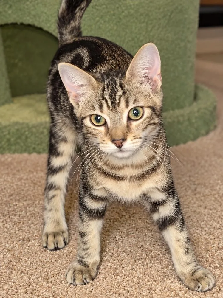 A baby small-sized male Tabby cat named Solar for adoption in Calimesa, CA